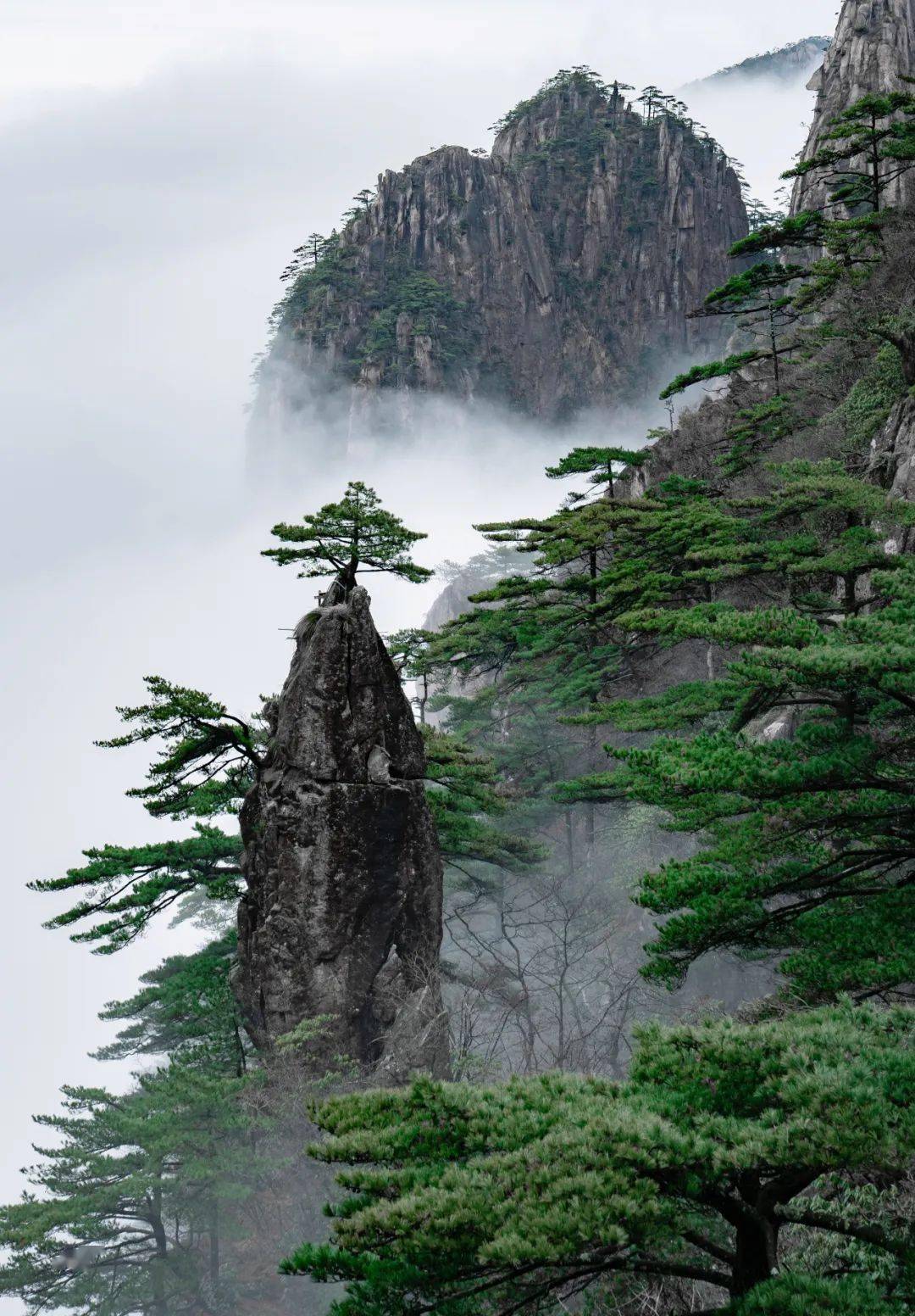 黄山春景图片