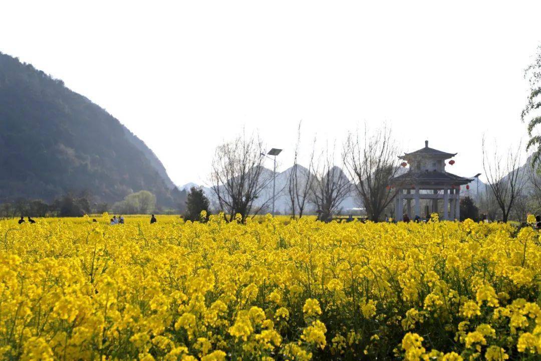 安顺鲍家屯油菜花图片