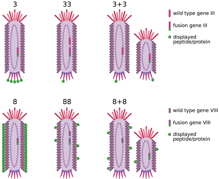 1,m13噬菌体病毒粒子结构及噬菌体展示技术原理m13噬菌体属于丝状噬菌