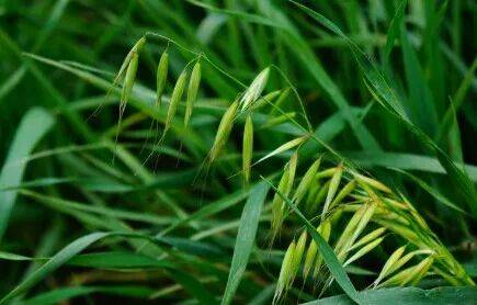 防範外來物種入侵丨熟悉而陌生的野燕麥_危害_青稞_植物