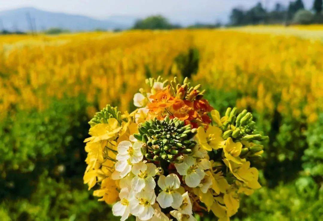 新余下保村花海门票图片