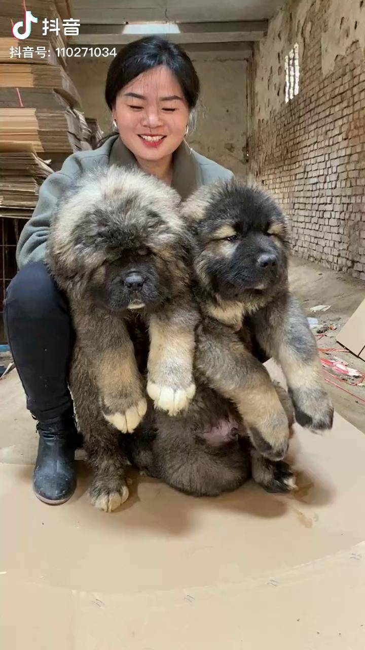 高加索犬体型大适应能力强看家护院