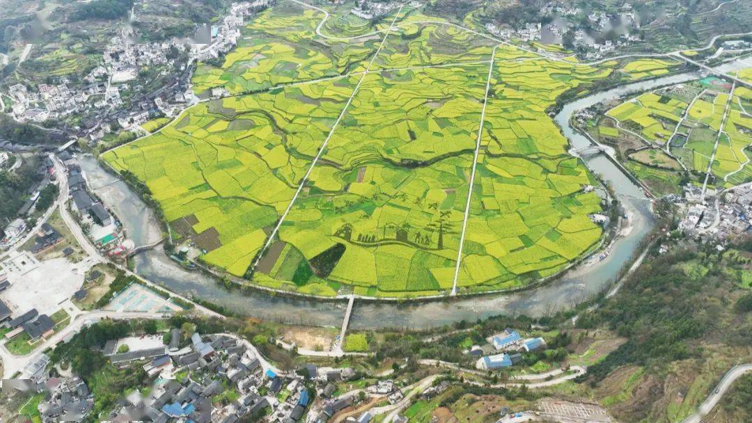 开阳十里画廊油菜花海绝美盛开 静待你入画中来~_禾丰乡_玉水_动静