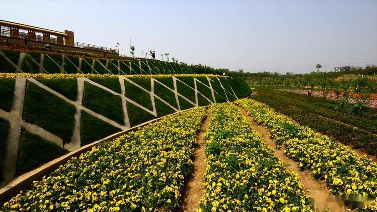 休闲农业园景观植物怎样配置和应用?