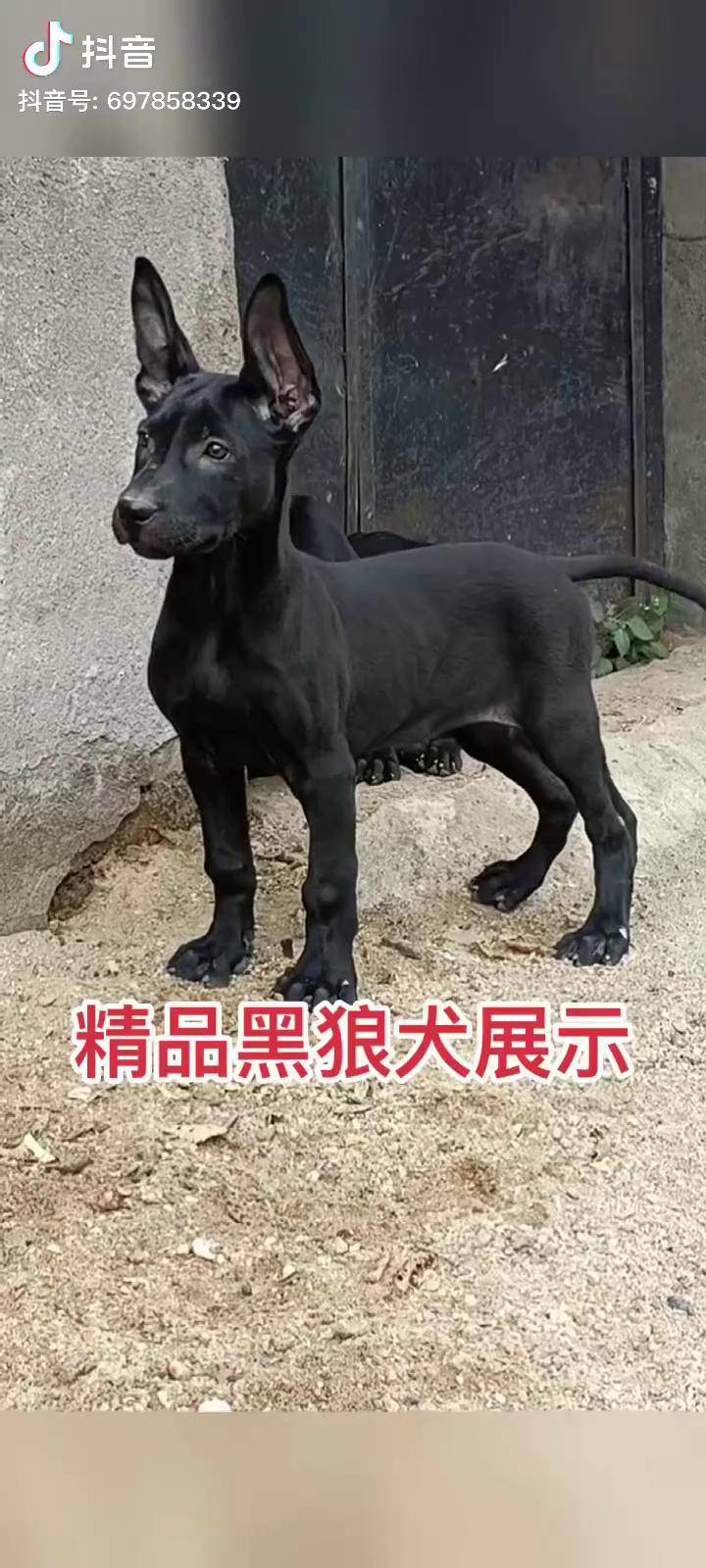 黑狼幼犬特征图片