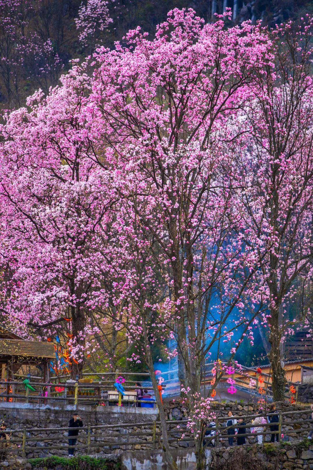 辛夷花（辛夷花 玉兰） 第4张