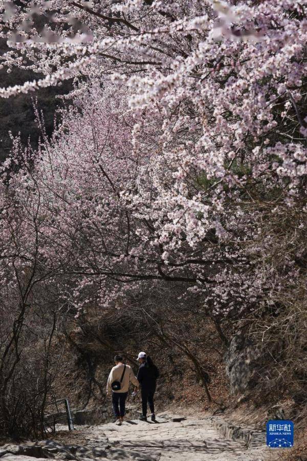 北京：春到香山