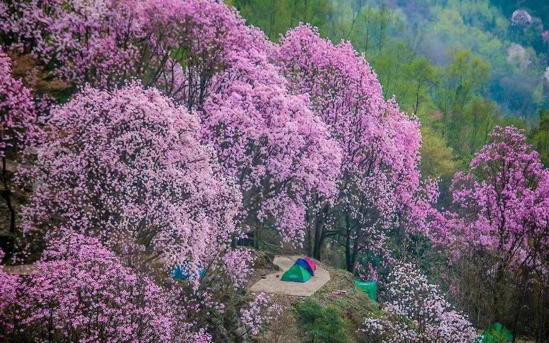 辛夷花（辛夷花 玉兰） 第8张