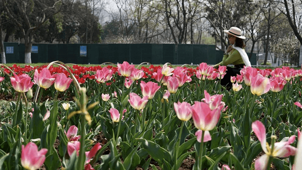 【发现春之美】江苏南京：玄武湖公园郁金香花团锦簇 满目绚烂