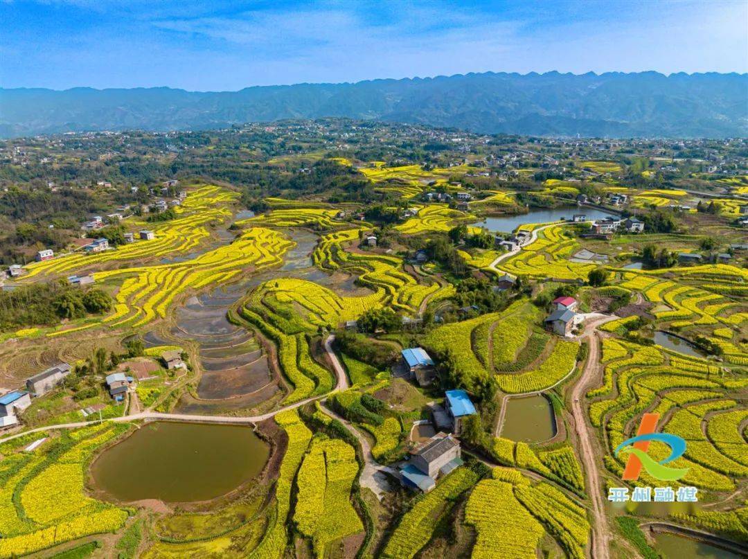 开州这里的万亩花海,等你去打卡_南雅镇_菜花_市民