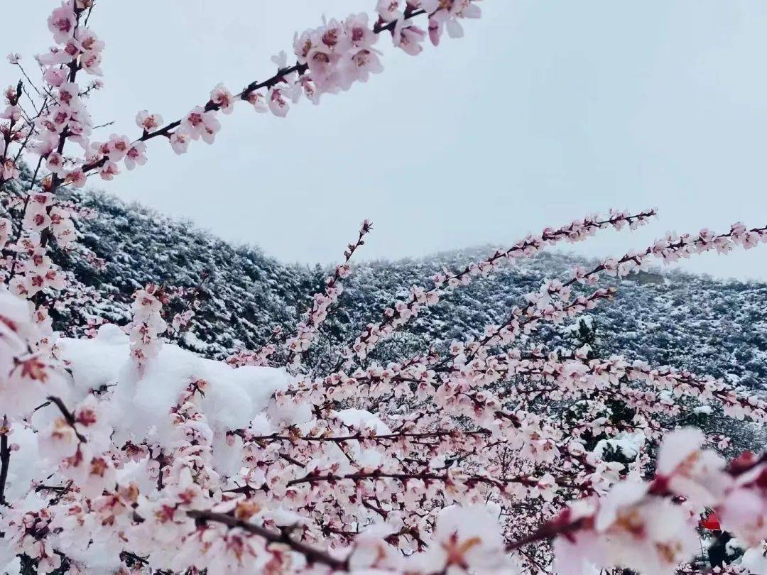 三月桃花雪一城柳絮风图片