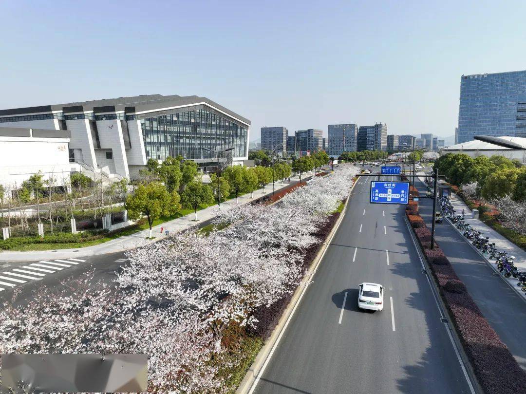 文一西路进入最美樱花季!更多赏樱好去处→_余杭_品种_种植