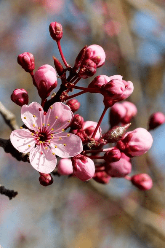 杏花花蕊是白色,花葯是黃色.