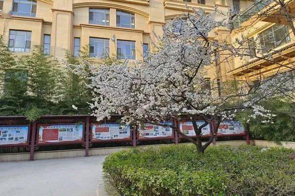 高新区华侨城小学高度重视校园环境整体规划和生态绿化建设,主体绿地