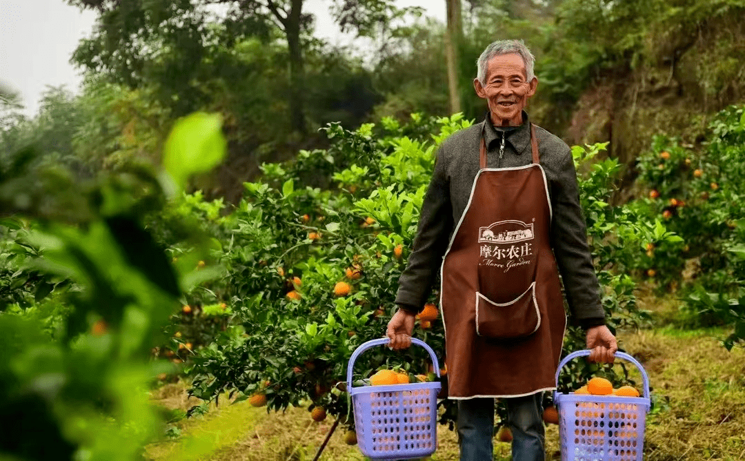 重磅！内江那里的果树能够“认养”和定名啦！