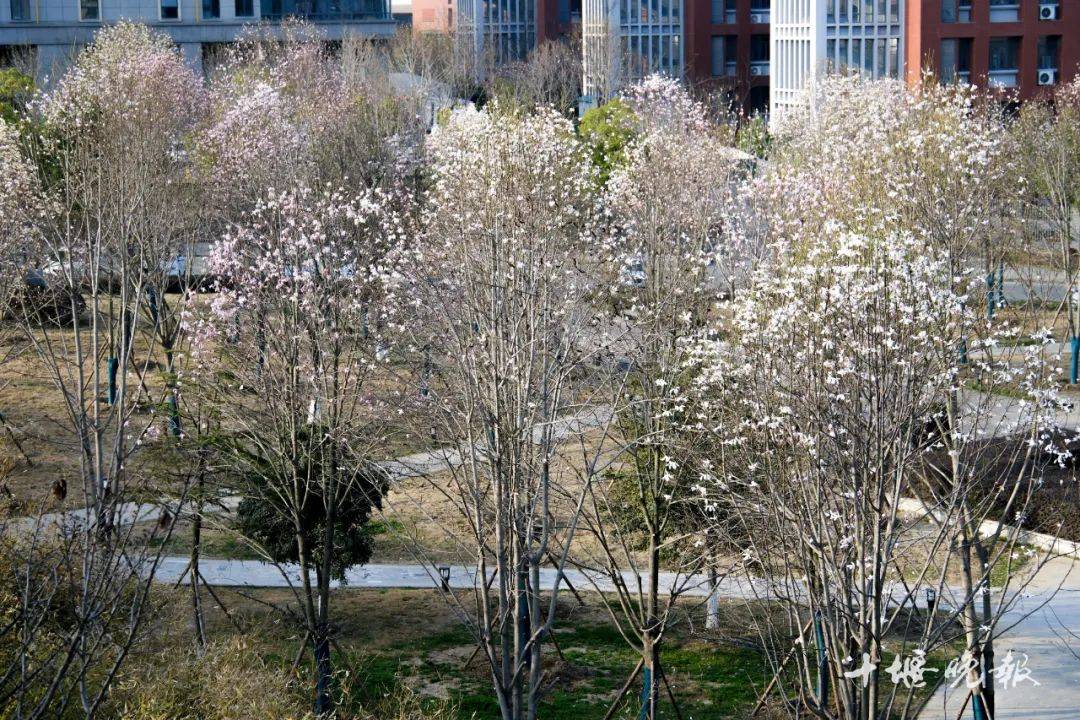 十堰那所大学官宣！今起，开启