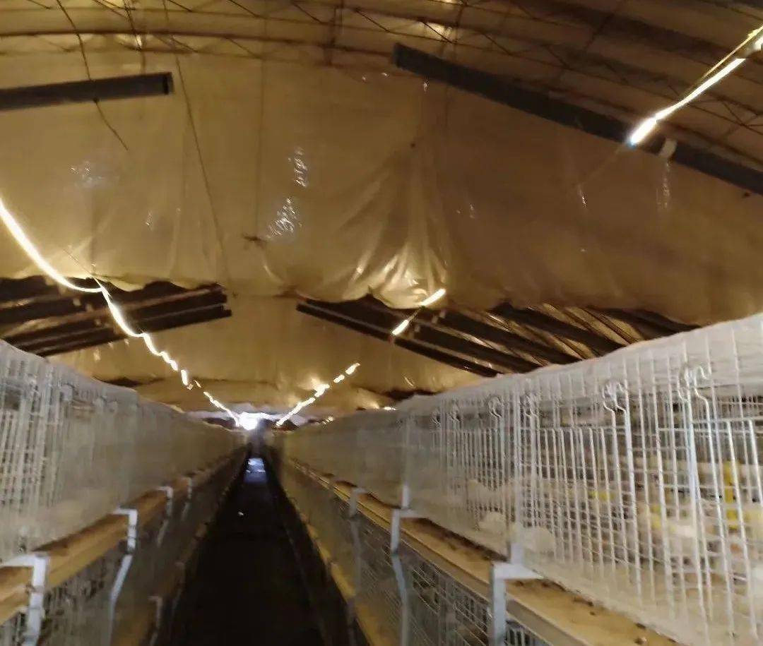 现代笼养鸡舍通风管理原则解析(实践应用版)_养殖_风速_模式