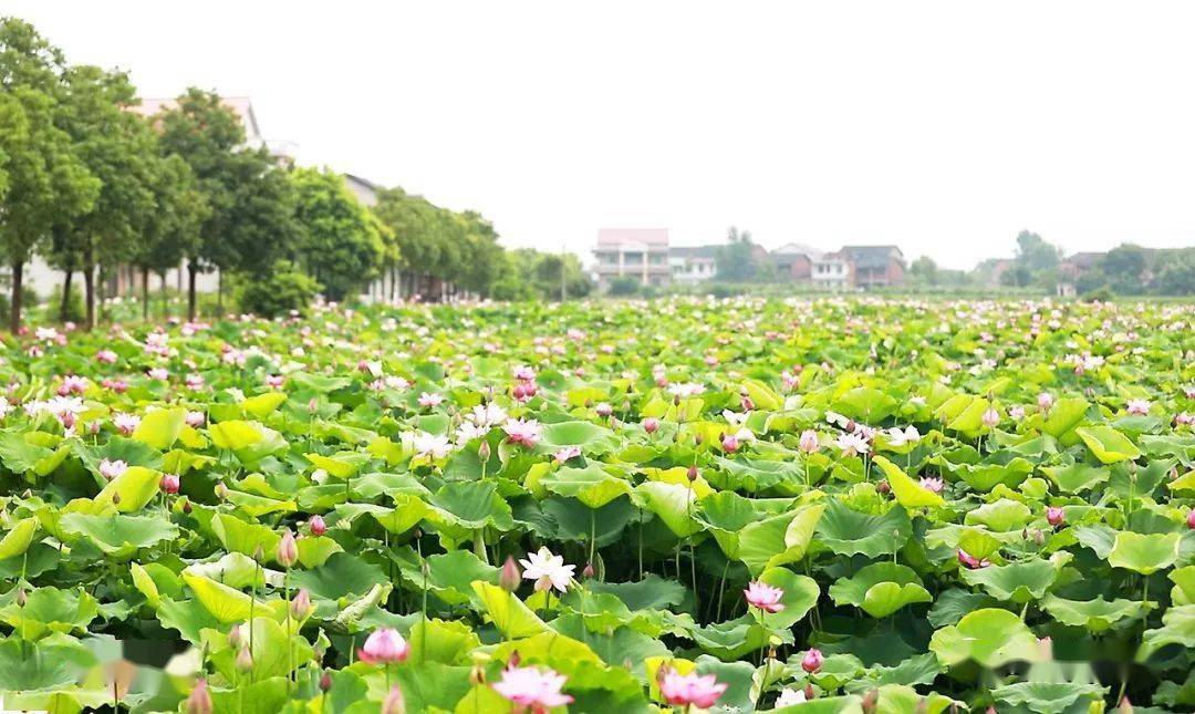 衡陽縣西渡鎮梅花村上榜第十二批全國