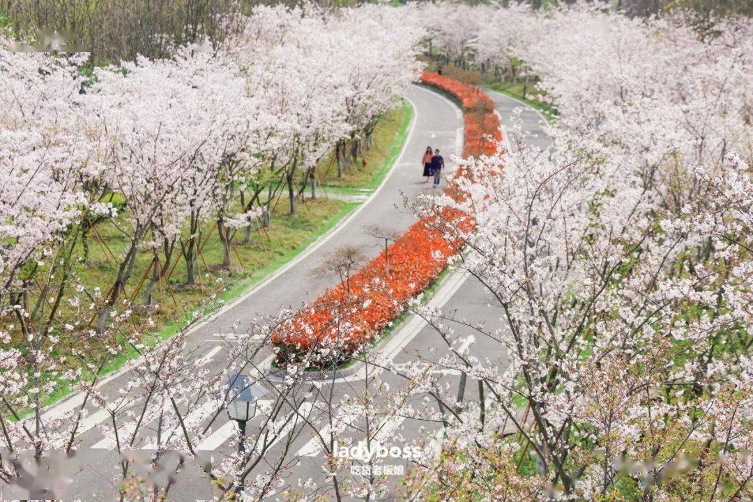 太湖园博园·樱花