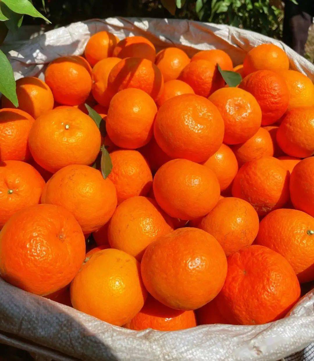 【诸小沃61云南无核蜜柑】限量尝鲜19.9得三斤!