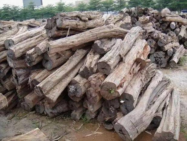 18种红木_黄檀_学名_产地