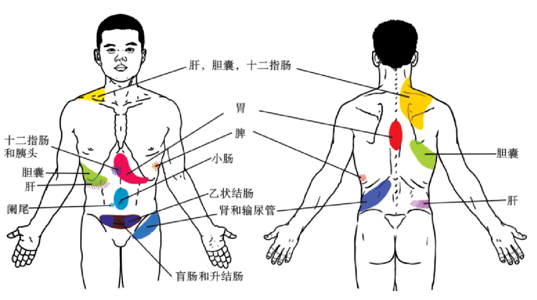 牵涉痛,反射痛,放射痛的区别_内脏_系统_躯体