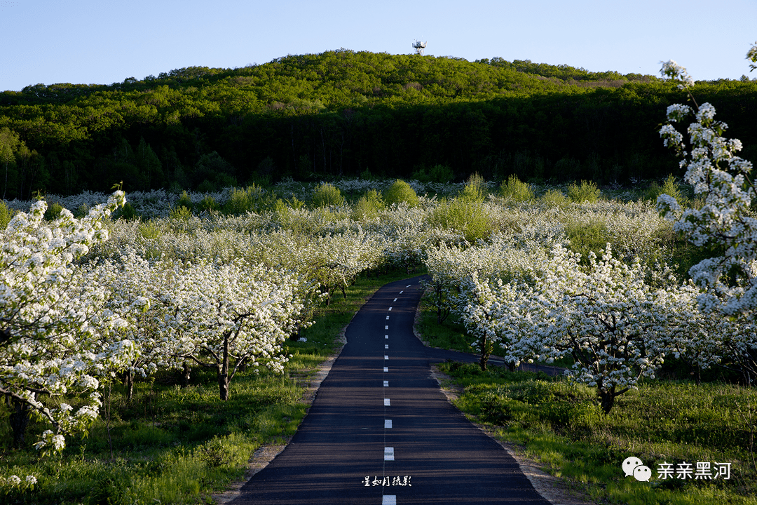 台地),佳木斯市桦南县明义映山红旅游景区,伊春市汤旺县汤旺河林海奇