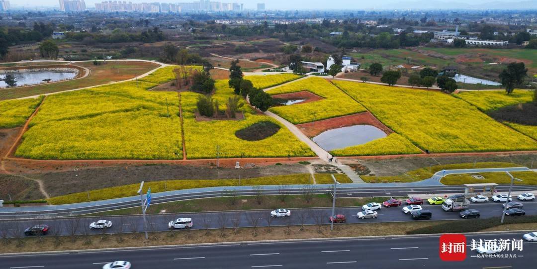 赏花踏青不消远足 成都东安湖公园旁的多彩油菜花海等你打卡︱图集