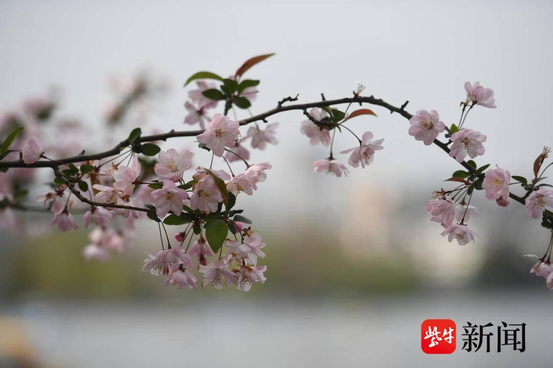 花花“视”界|南京莫愁湖垂丝海棠争奇斗艳，非遗市集吸引浩瀚旅客