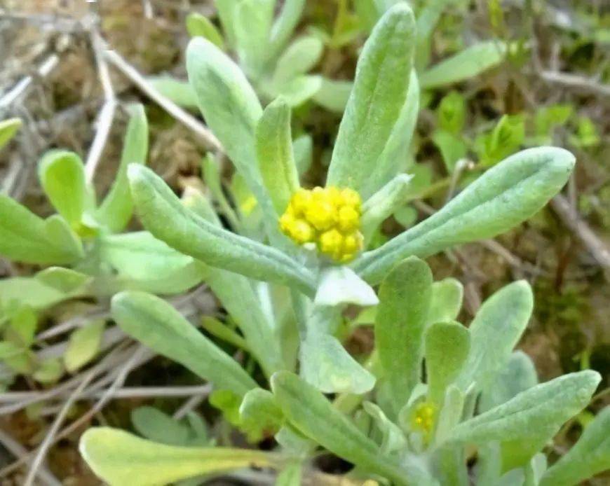 这4种植物都代替,翠绿清香,软糯好吃,口感不输艾叶!_食材_鼠曲草_因为