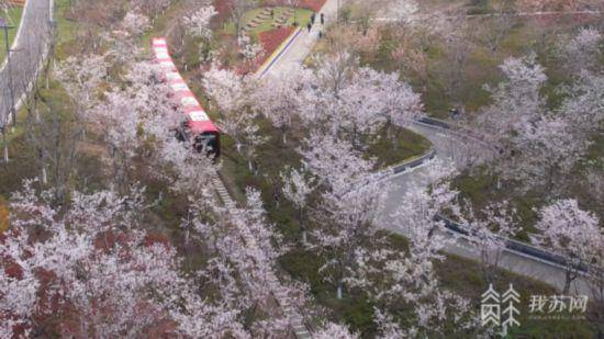 繁花相拥 江苏各地春日上新