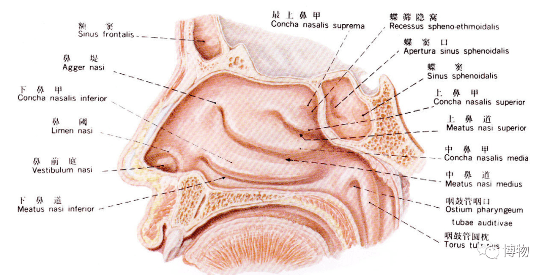 abo腺体什么样图片