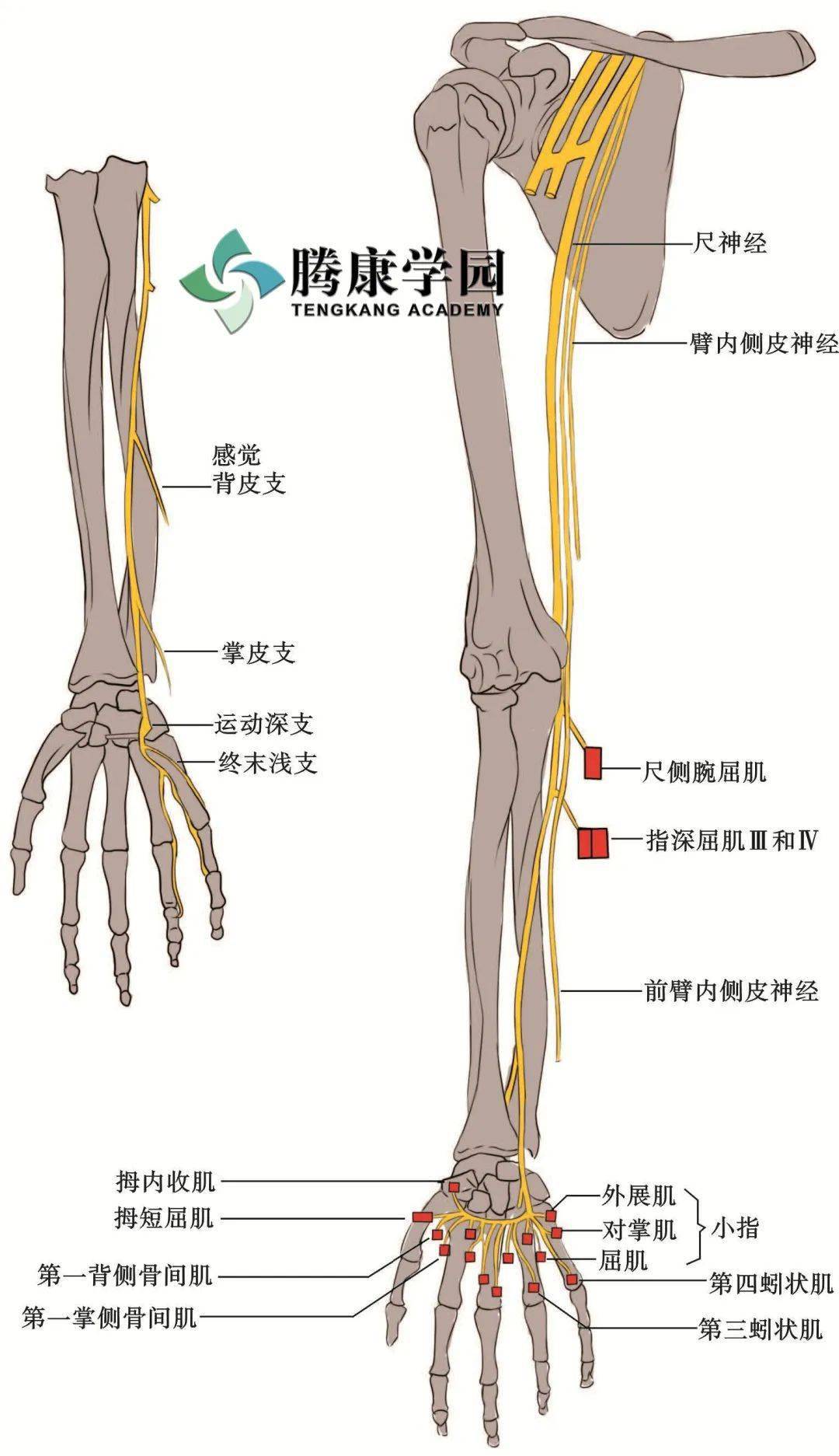 手掌神经解剖图图片