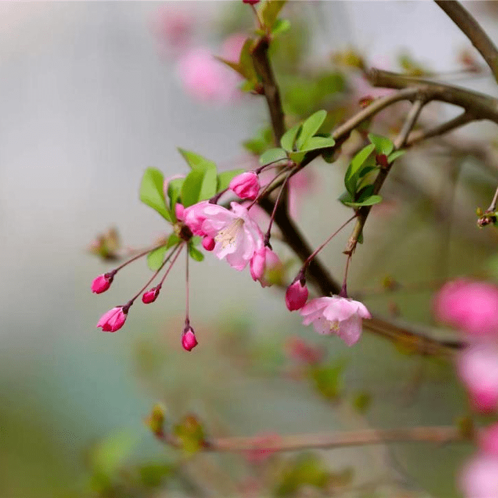 春暖花开，去那几个公园漫步赏花，享受“慢”生活