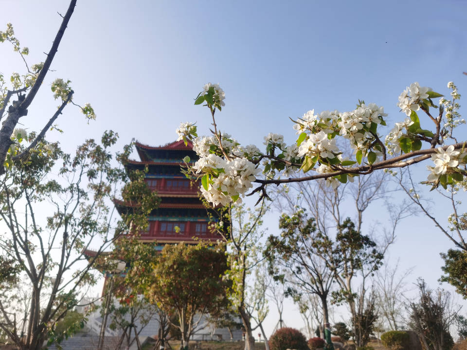 济宁凤凰台植物园的春景美不胜收_阳春_春风_马林