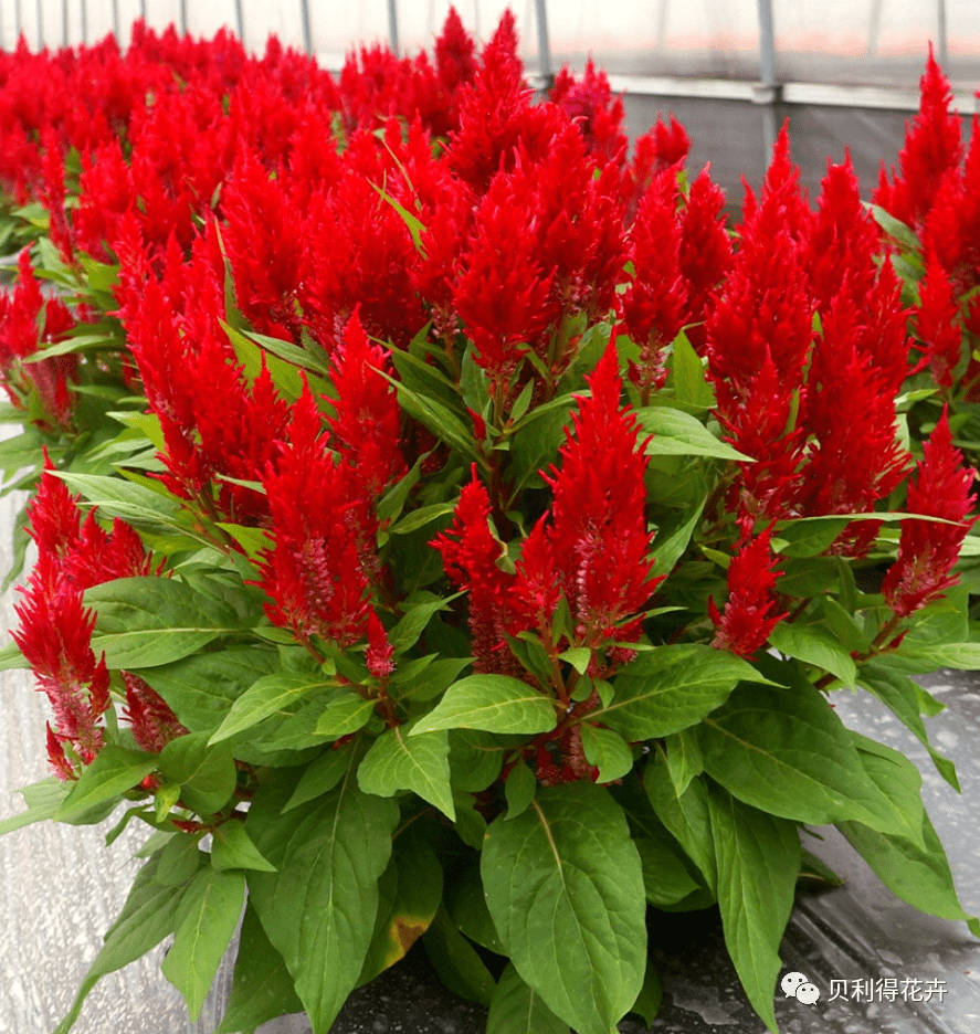 【精选耐热型品种】完整的组合穗状鸡冠花品种供应_贝利得_花卉_世纪