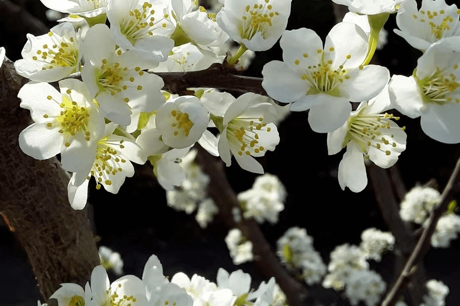 春暖花开，去那几个公园漫步赏花，享受“慢”生活