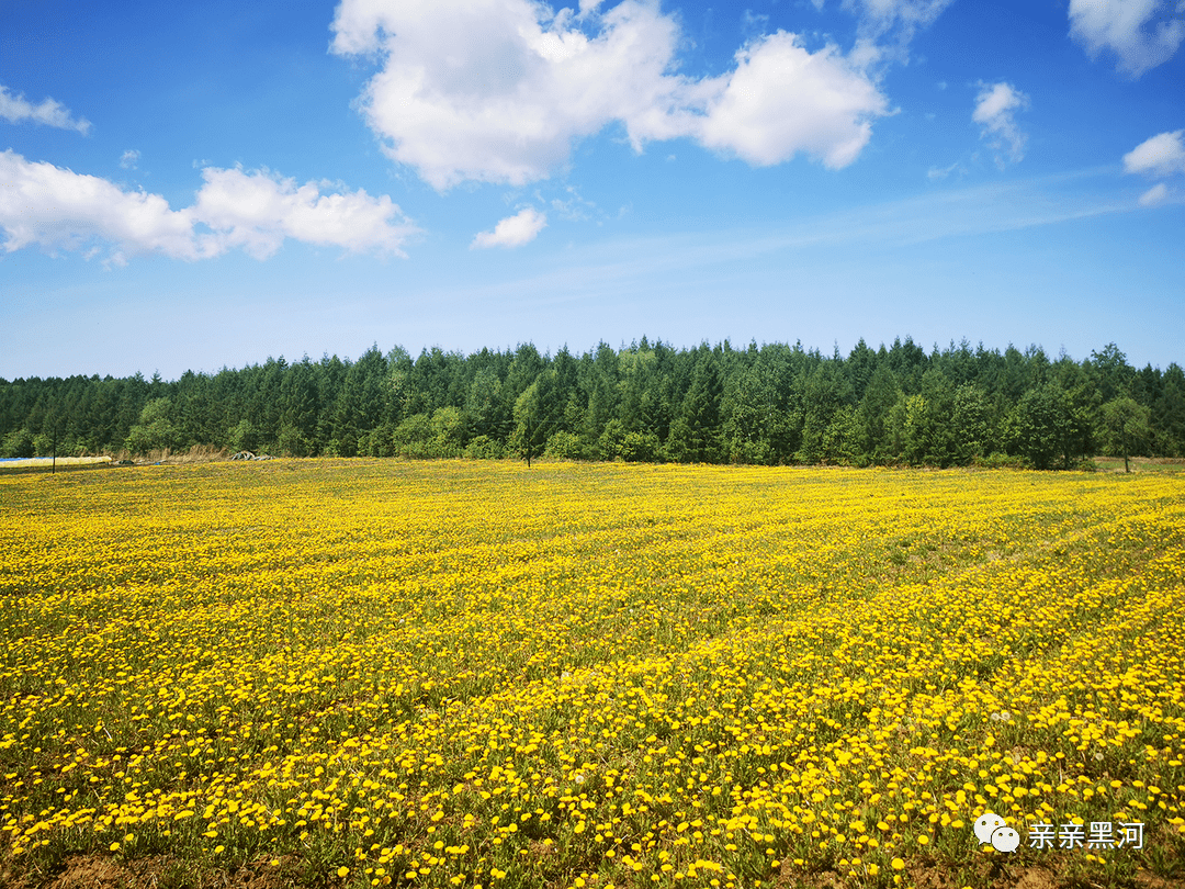 台地),佳木斯市桦南县明义映山红旅游景区,伊春市汤旺县汤旺河林海奇