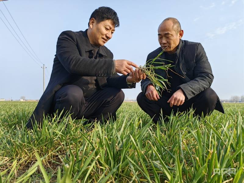 种粮大户朱传海:没有理由不把粮食种好_种植_小麦_夏邑县