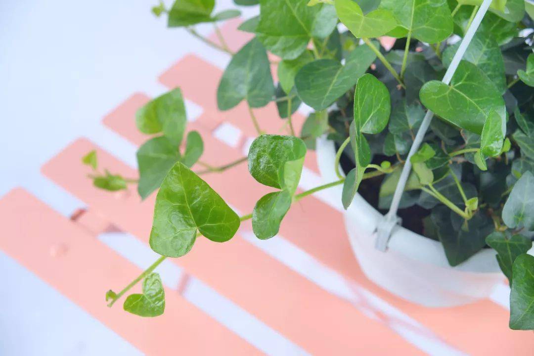 你家离ins风,只差一盆网红绿植的距离~_叶片_植物_光照