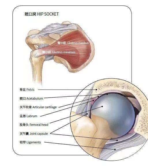 髋关节盂唇解剖图图片