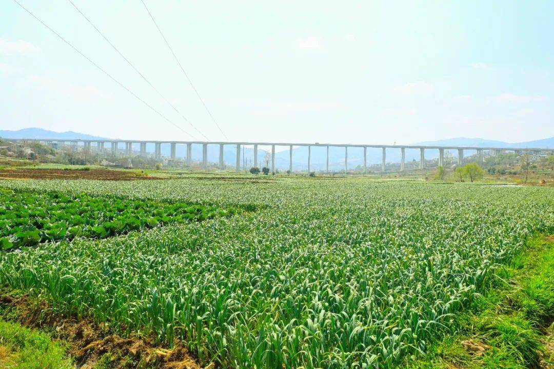 循着香味,走进中水镇中河社区紫皮大蒜基地,一片片绿油油的大蒜呈现在