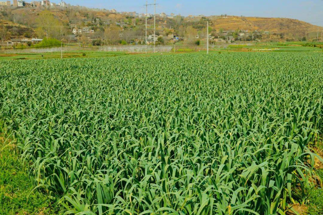 中水镇:蒜苔喜丰收 田间收获忙_种植_中河_大蒜