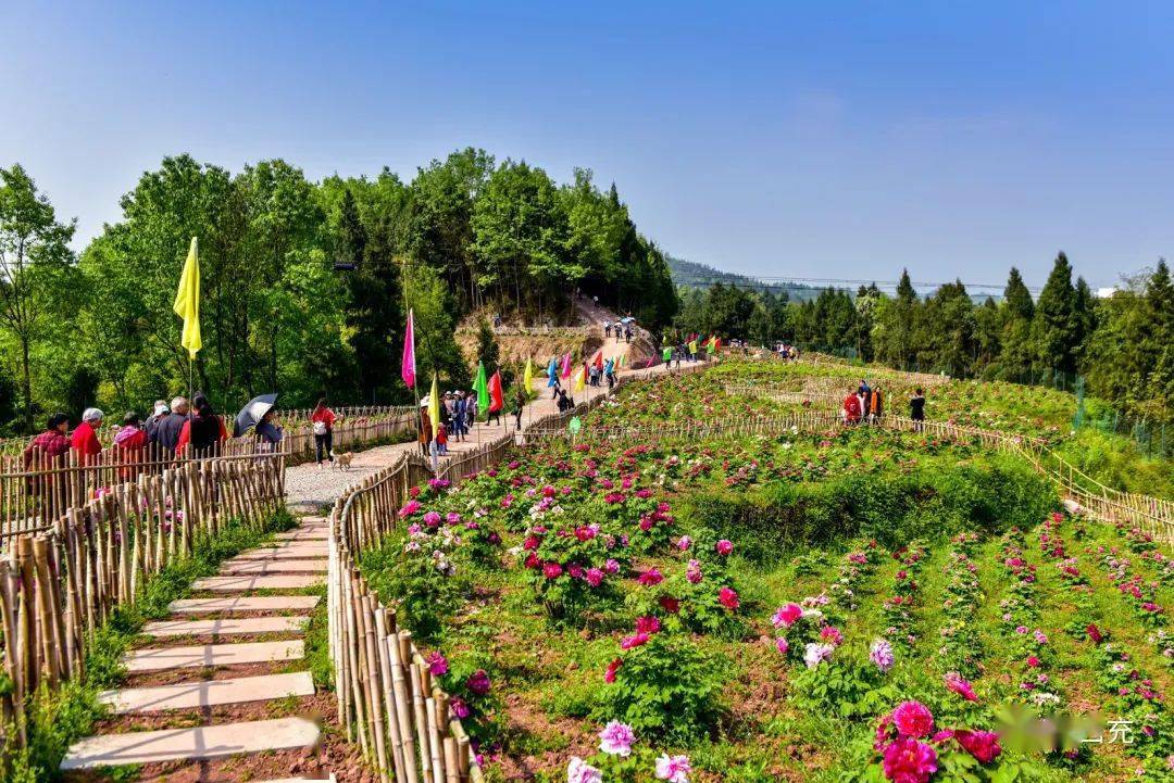 我县第十一届桃花季开幕已经快一周时间,记者从县文广旅局了解到,目前