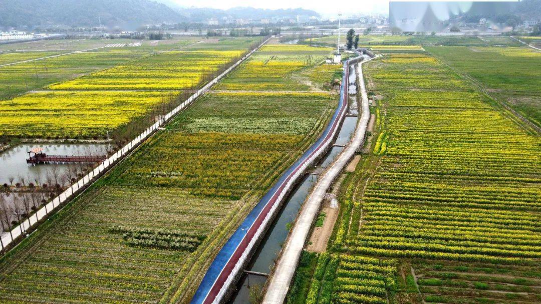 开了,藏在平阳的小西湖!现在去正好_西岙_麻步镇_油菜花
