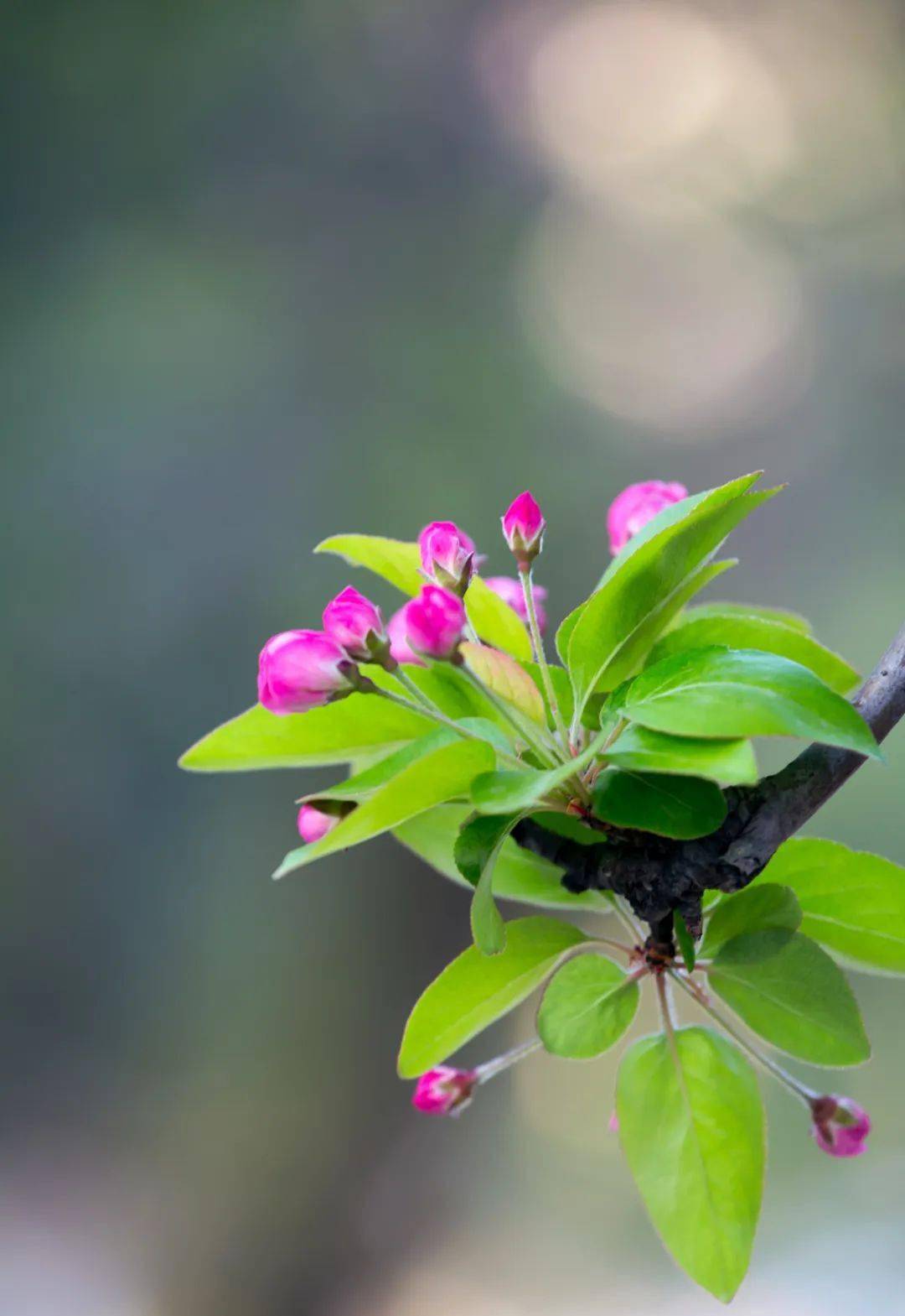 不觉风光都过了,东窗浑为读书忙_海棠_黄庭坚_赏析