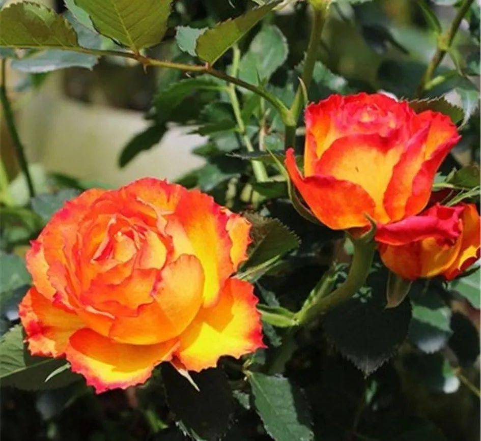 藤本月季的开花量超级的大,但是基本上也就是在春季开花,其他季节