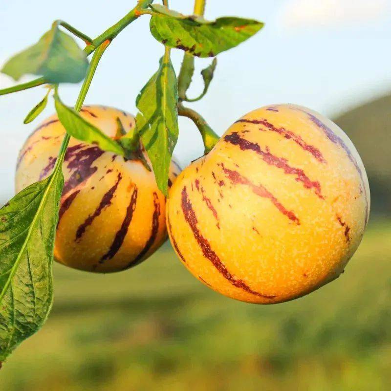 《西游记》里人参果的原型就是民勤的人参果吗?