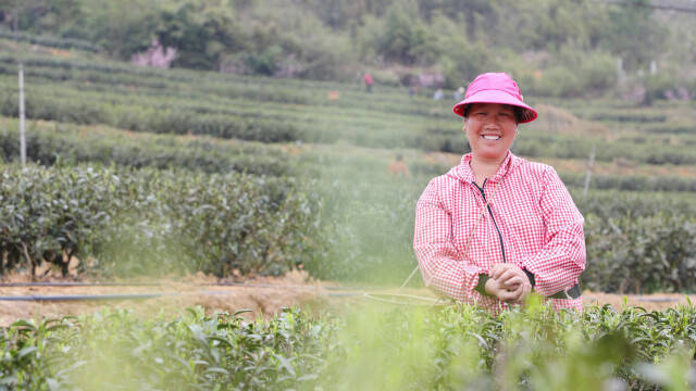 春茶飄香採摘忙_向衛忠_白蓮鎮_茶樹