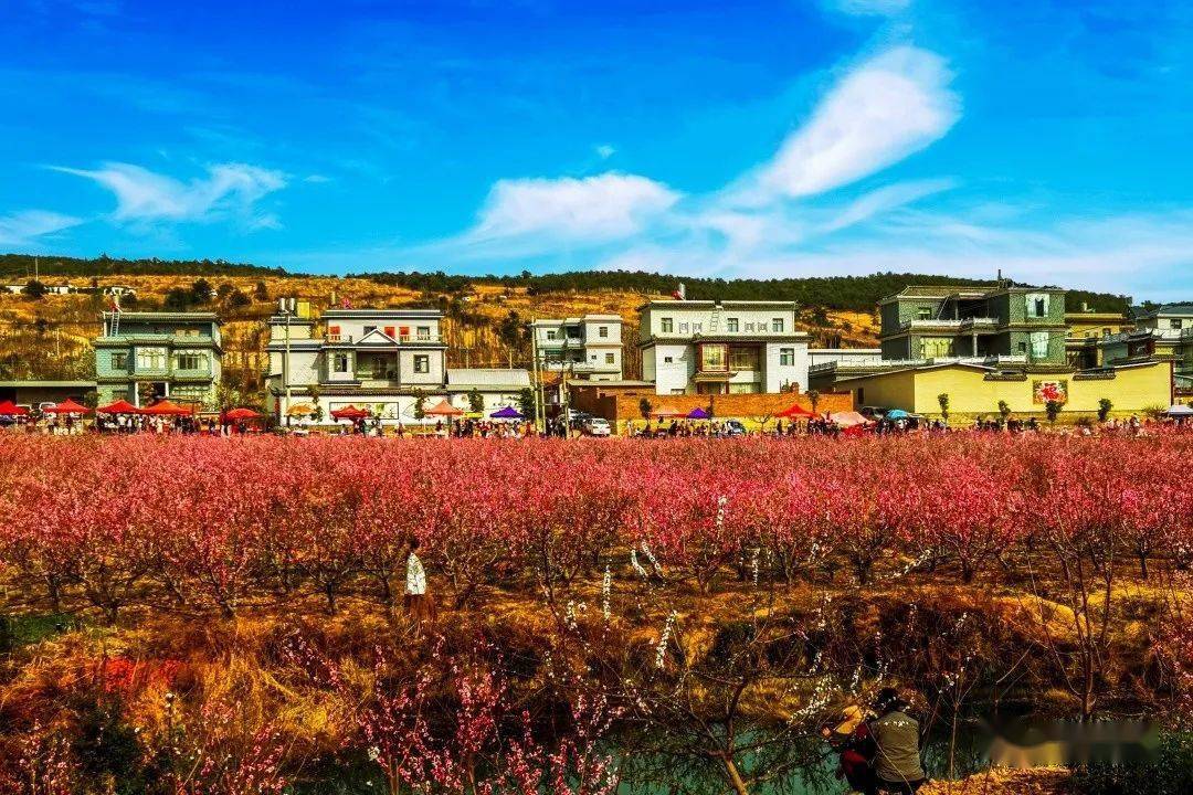 祥云县首届新兴苴桃花节手机摄影大赛,网友投票开始啦!